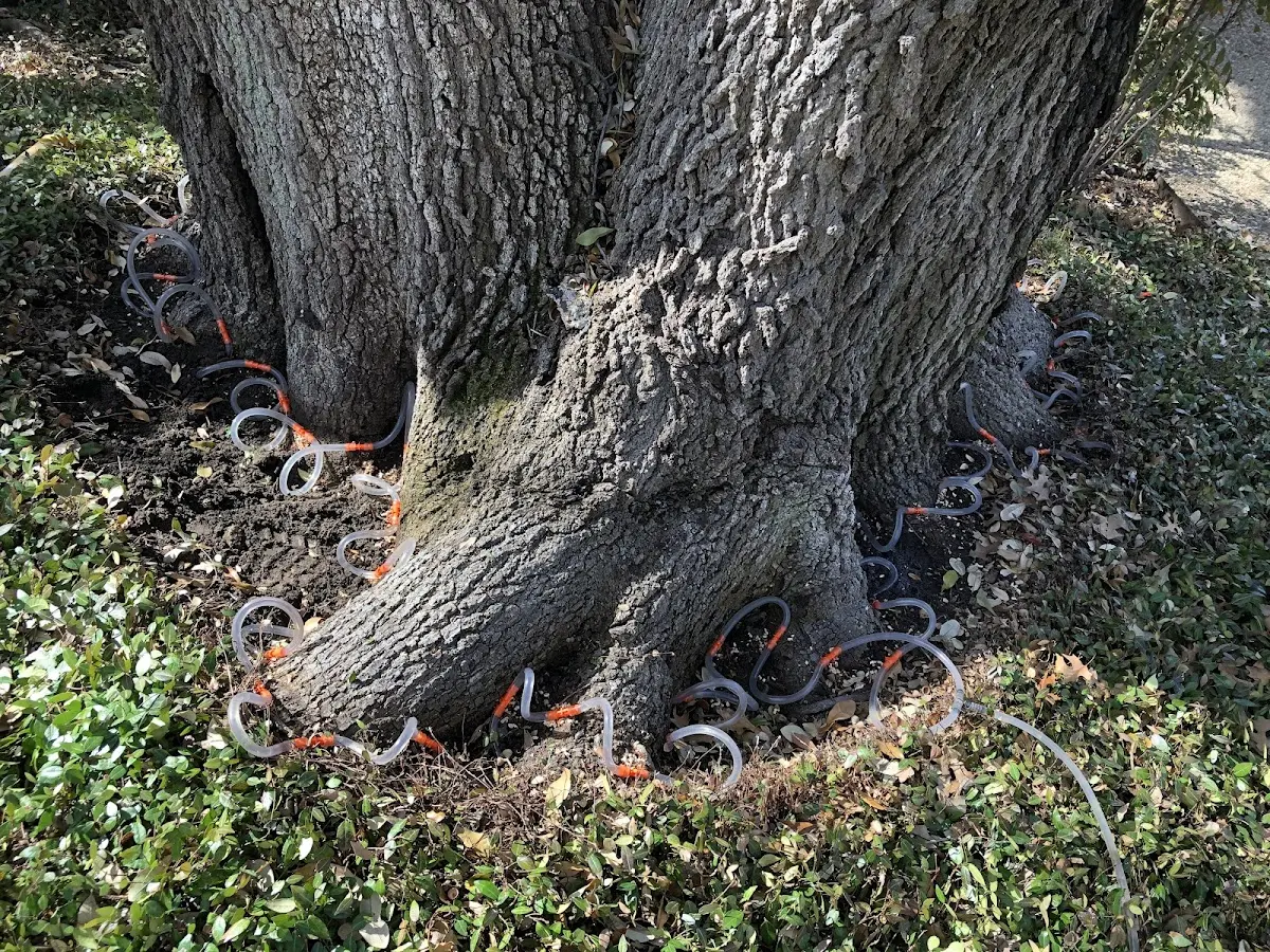 Detailed Tree Cabling and Bracing job site in Jacob