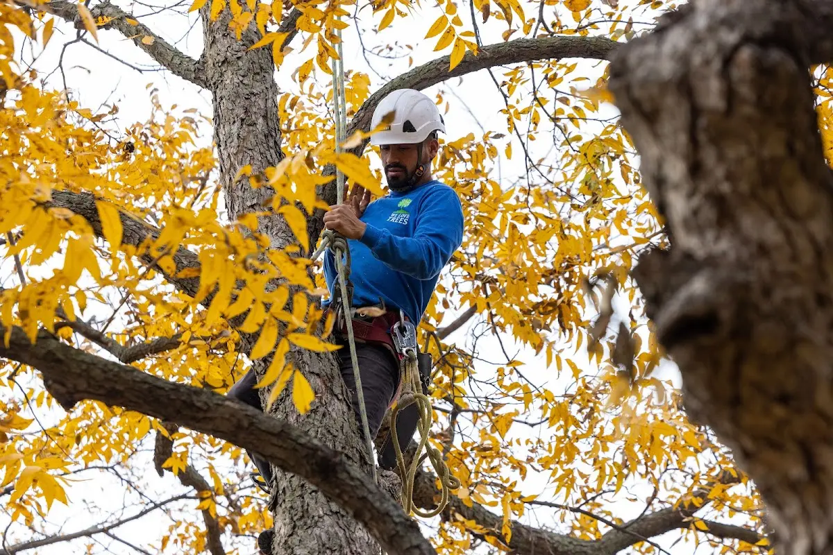 Skilled Storm Damage Cleanup crew working in Jacob